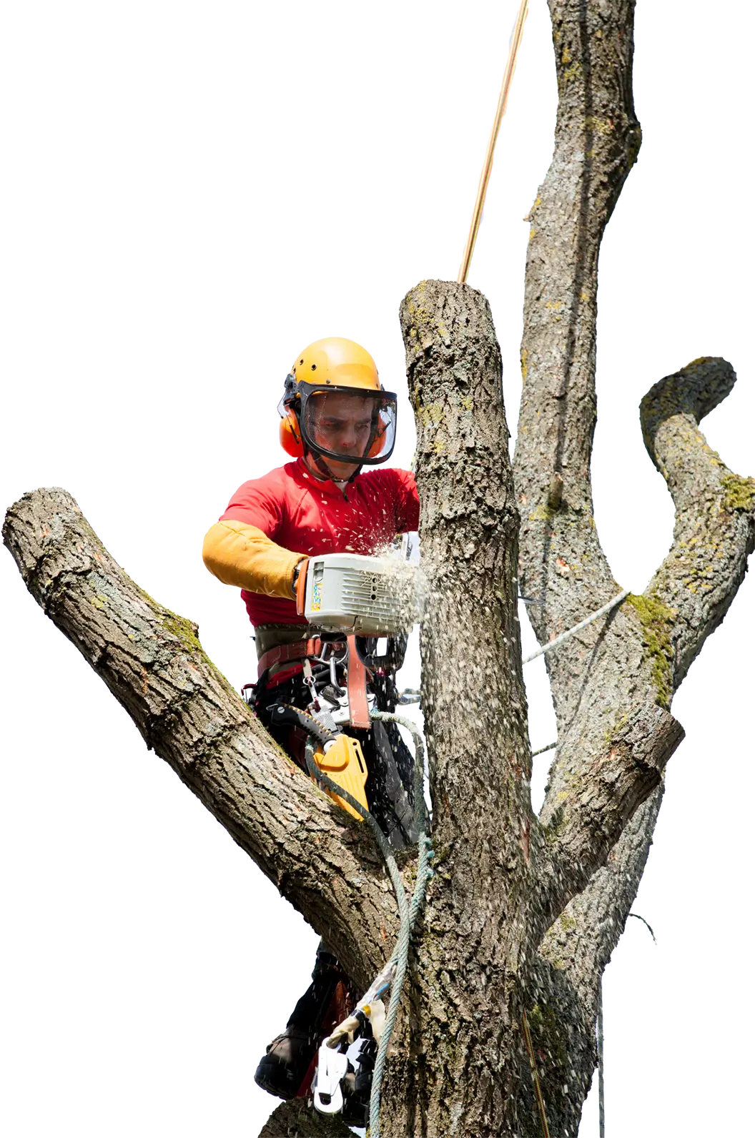 tree_feller